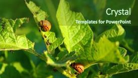  Presentation with colorado - PPT theme with potato pest - colorado beetle background and a  colored foreground
