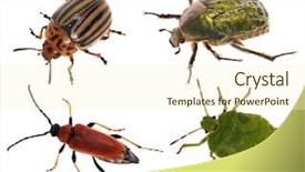 Presentation with beetles rhinoceros beetle rhino beetle - Slide deck having potato pest - set of beetles isolated background and a  colored foreground