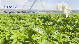  Presentation with irrigation - PPT theme having potato plant in the flower background and a sky blue colored foreground