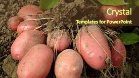  Presentation with potato - Presentation theme having potato plant with tubers digging background and a tawny brown colored foreground