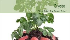  Presentation with dirt - Audience pleasing presentation theme consisting of potato plant with tubers backdrop and a mint green colored foreground