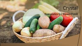  Presentation with vegetables - PPT theme consisting of potato plantation - basket with ripe vegetables background and a coral colored foreground