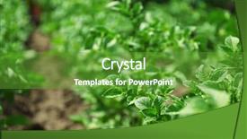  Presentation with potato - Presentation design enhanced with potato plantation background background and a tawny brown colored foreground