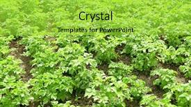  Presentation with plants growing - Colorful presentation theme enhanced with potato plants growing in garden backdrop and a  colored foreground