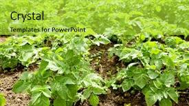  Presentation with plants growing - Beautiful presentation featuring potato plants growing in garden backdrop and a  colored foreground