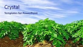  Presentation with potato - Presentation theme consisting of potato plants in a potato background and a light blue colored foreground