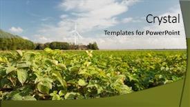  Presentation with seed germination agriculture growing plants - Presentation having potato plants in the agricultural background and a  colored foreground