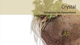  Presentation with ripe golden potato on white - Slides with happy young girl standing on a background of the canyon view from the back background and a tawny brown colored foreground