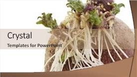  Presentation with ripe golden potato on white - Audience pleasing slides consisting of potato sprouts isolated on white backdrop and a  colored foreground