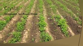 Presentation with agricultural - Presentation consisting of potato-sprouts-on-an-agricultural background and a  colored foreground