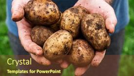  Presentation with potato - Audience pleasing PPT theme consisting of potato-tubers-in-male-hands backdrop and a tawny brown colored foreground