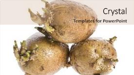  Presentation with seeds - Colorful presentation theme enhanced with potatoes-seeds-with-sprouts backdrop and a coral colored foreground