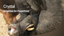  Presentation with pig - Colorful PPT theme enhanced with hotel house tablet showing holiday accommodation and units backdrop and a ocean colored foreground