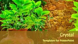  Presentation with beautiful green - Beautiful slide deck featuring pots green leaves tropical wallpaper backdrop and a tawny brown colored foreground