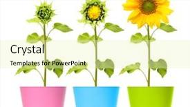  Presentation with sunflower - Cool new theme with pots isolated on white background backdrop and a soft green colored foreground