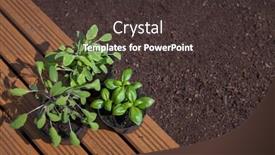  Presentation with sage - Audience pleasing PPT theme consisting of pots-with-fresh-herbs-ready backdrop and a tawny brown colored foreground