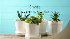  Presentation with succulents - 
