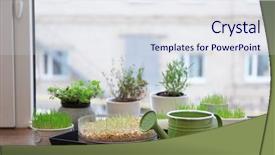  Presentation with plants - Theme having pots with wheat grass plants background and a sky blue colored foreground