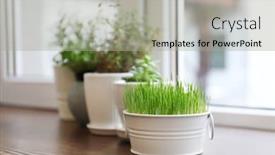 Presentation with plants - Beautiful PPT layouts featuring pots with wheat grass and plants on window sill backdrop and a light gray colored foreground
