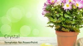  Presentation with garden tools - Colorful PPT theme enhanced with potted-flower-and-garden-tools backdrop and a soft green colored foreground