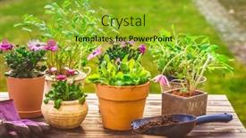  Presentation with herbs - Beautiful slides featuring potted-flowers-plants-and-herbs backdrop and a gold colored foreground