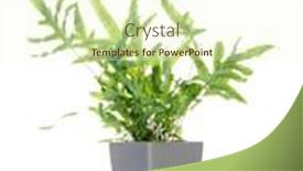  Presentation with fern - Beautiful presentation theme featuring potted-golden-polypody-fern backdrop and a cream colored foreground