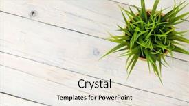  Presentation with grass - Presentation design enhanced with potted grass flower over wooden background and a sky blue colored foreground