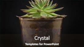 Presentation with succulent - Audience pleasing presentation theme consisting of potted miniature succulent plant isolated backdrop and a wine colored foreground