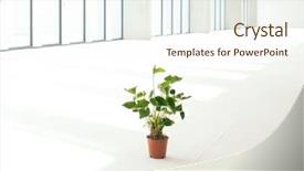  Presentation with plant issue - Beautiful presentation theme featuring potted plant in empty office backdrop and a  colored foreground