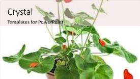  Presentation with geranium - PPT layouts consisting of potted plant of red geranium background and a lemonade colored foreground