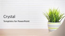  Presentation with plant apical meristem - Colorful theme enhanced with potted plant on wood desk backdrop and a white colored foreground