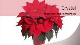  Presentation with salinity in plant - Audience pleasing theme consisting of potted poinsettia plant with red backdrop and a red colored foreground