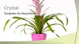  Presentation with pink white - PPT theme consisting of potted-purple-guzmania-bromeliad background and a white colored foreground