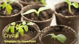  Presentation with biodegradable pot - Cool new PPT layouts with potted seedlings growing in biodegradable backdrop and a tawny brown colored foreground