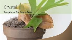  Presentation with shield - Colorful PPT layouts enhanced with potted-staghorn-fern-with-brown backdrop and a mint green colored foreground
