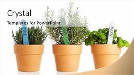  Presentation with phyto essential basil aroma oil - Slides with potted thyme rosemary and basil background and a white colored foreground