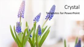  Presentation with blue flow - Colorful slide set enhanced with potting - beautiful blue muscari flower backdrop and a pink colored foreground
