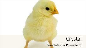  Presentation with baby chicks ducks and blocks - Cool new presentation theme with poult - baby chicken over white background backdrop and a blonde colored foreground