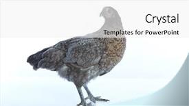  Presentation with hen - PPT layouts featuring poult - bigblue delaware big blue hen background and a white colored foreground