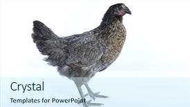  Presentation with abstract dark blue color crayons - Amazing slide set having poult - bigblue delaware big blue hen backdrop and a sky blue colored foreground