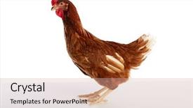  Presentation with hen - Slide deck consisting of poult - brown hybrid hen isolated background and a coral colored foreground