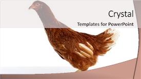  Presentation with hen - PPT theme featuring poult - brown hybrid hen isolated background and a light gray colored foreground