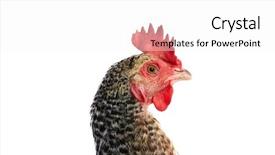  Presentation with hen - Amazing slides having poult - coucou cou marans hen original backdrop and a white colored foreground