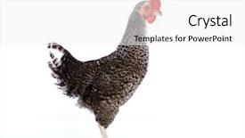  Presentation with hen - Beautiful PPT theme featuring poult - coucou cou marans hen original backdrop and a white colored foreground