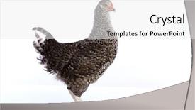  Presentation with be original - Slides with poult - coucou cou marans hen original background and a white colored foreground