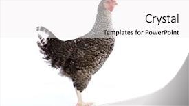  Presentation with hen - PPT layouts with poult - coucou cou marans hen original background and a  colored foreground