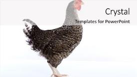  Presentation with hen - Cool new PPT layouts with poult - coucou cou marans hen original backdrop and a white colored foreground