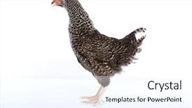  Presentation with hen - Beautiful slide set featuring poult - coucou cou marans hen original backdrop and a cool aqua colored foreground