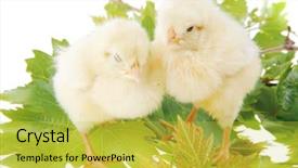  Presentation with baby chicken in poultry farm - Cool new presentation with poult - cute little baby chicken backdrop and a yellow colored foreground