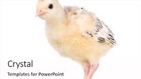  Presentation with newborn - Presentation featuring poult - cute little newborn chicken turkey background and a pink colored foreground